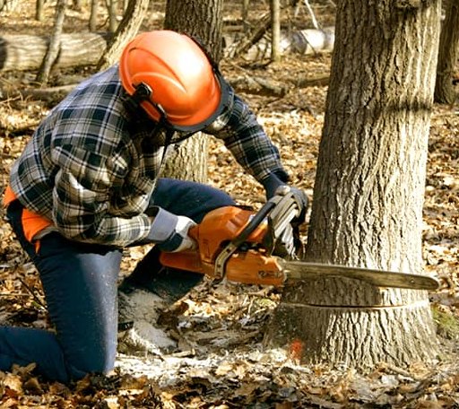 Tree Removal in Southwest Harbor, ME